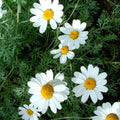 Anthemis punctata cupaniana
