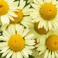 Anthemis tinctoria