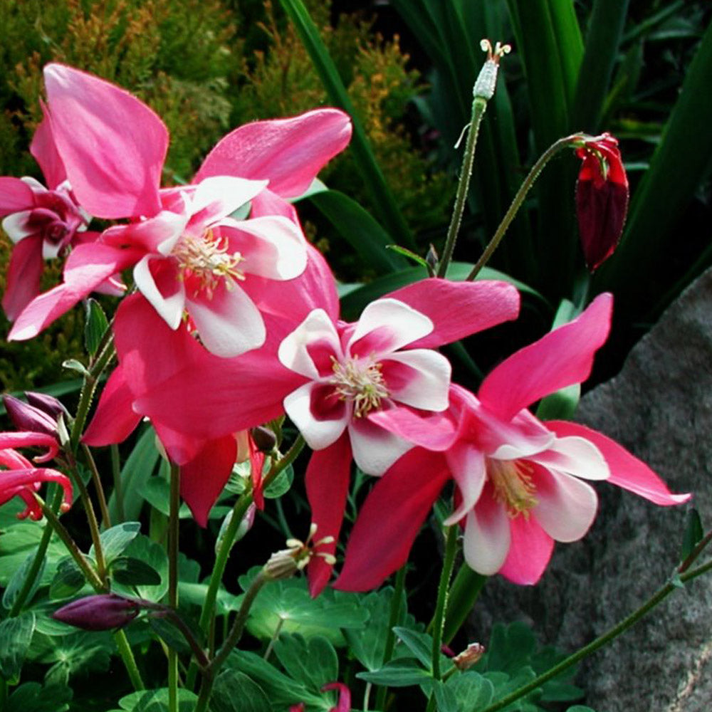 Aquilegia hybride de McKana