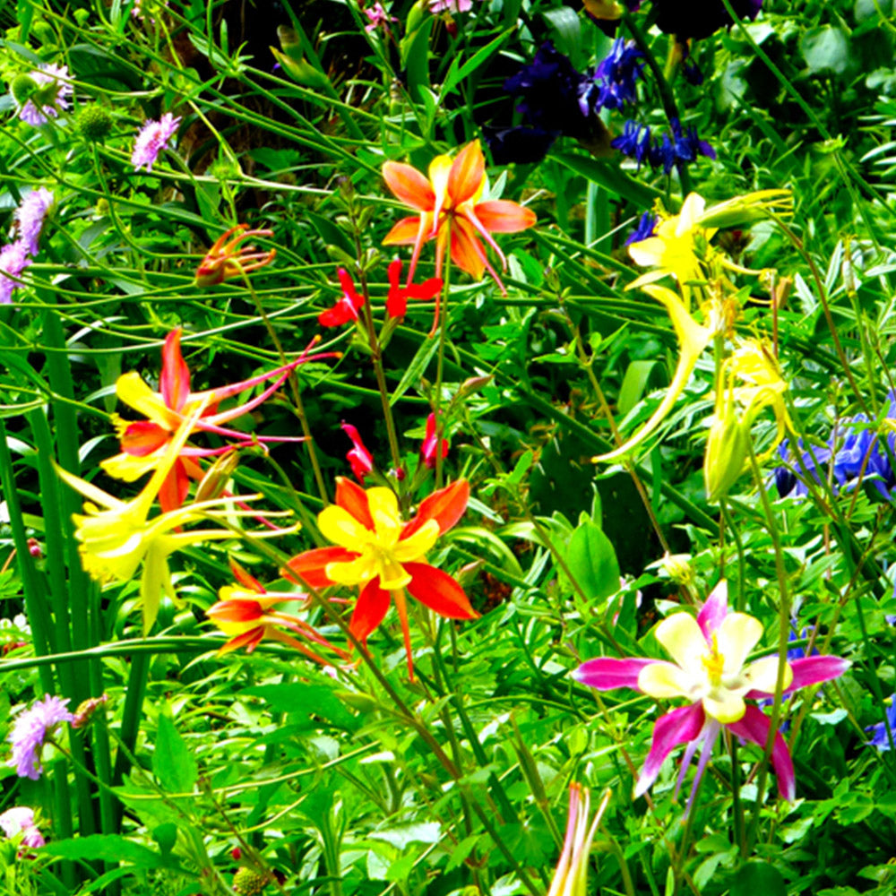 Aquilegia Mc Kana hybrid mix