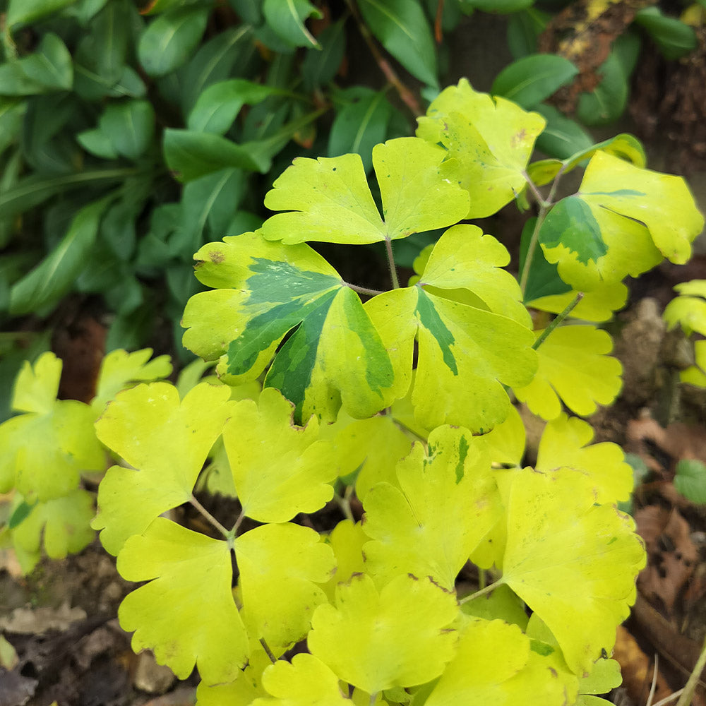 Aquilegia Vulgaris Leprechaun Gold