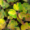 Aquilegia vulgaris 'Leprechaun Gold'