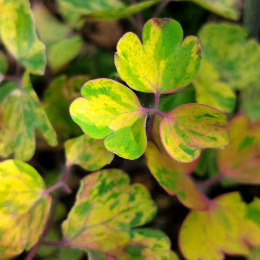 Aquilegia vulgaris 'Leprechaun Gold'