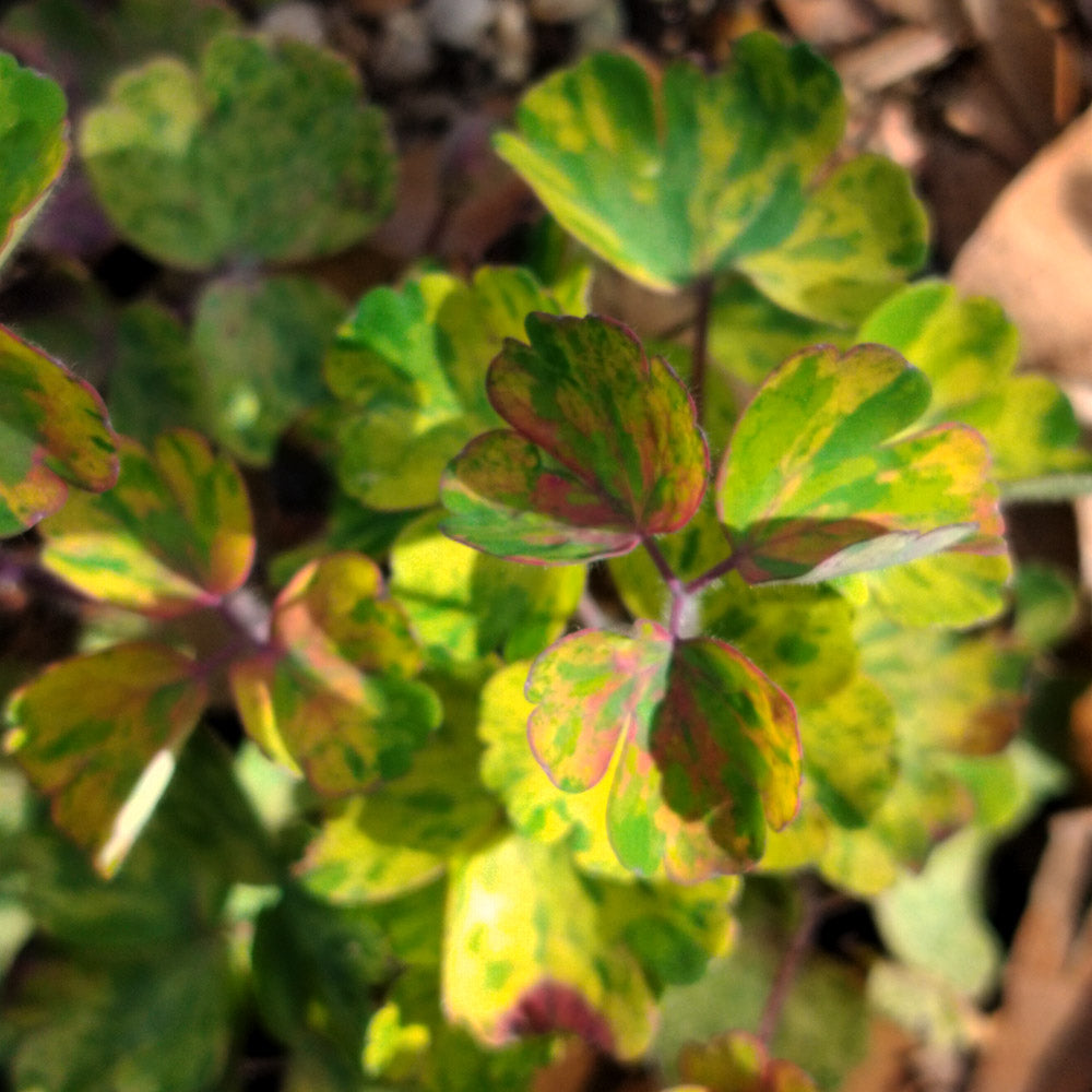 Aquilegia vulgaris 'Leprechaun Gold'