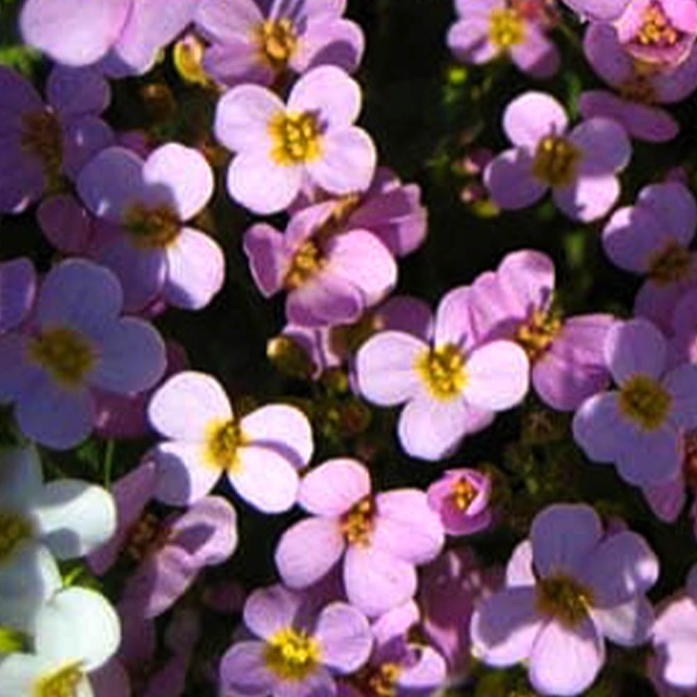 Arabis alpina Grandiflora Rosea