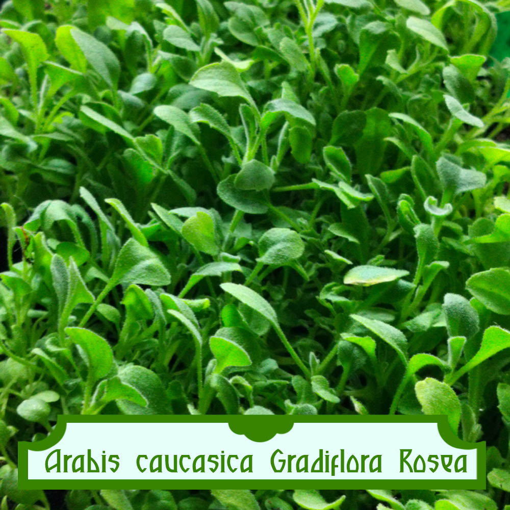 Arabis alpina Grandiflora Rosea