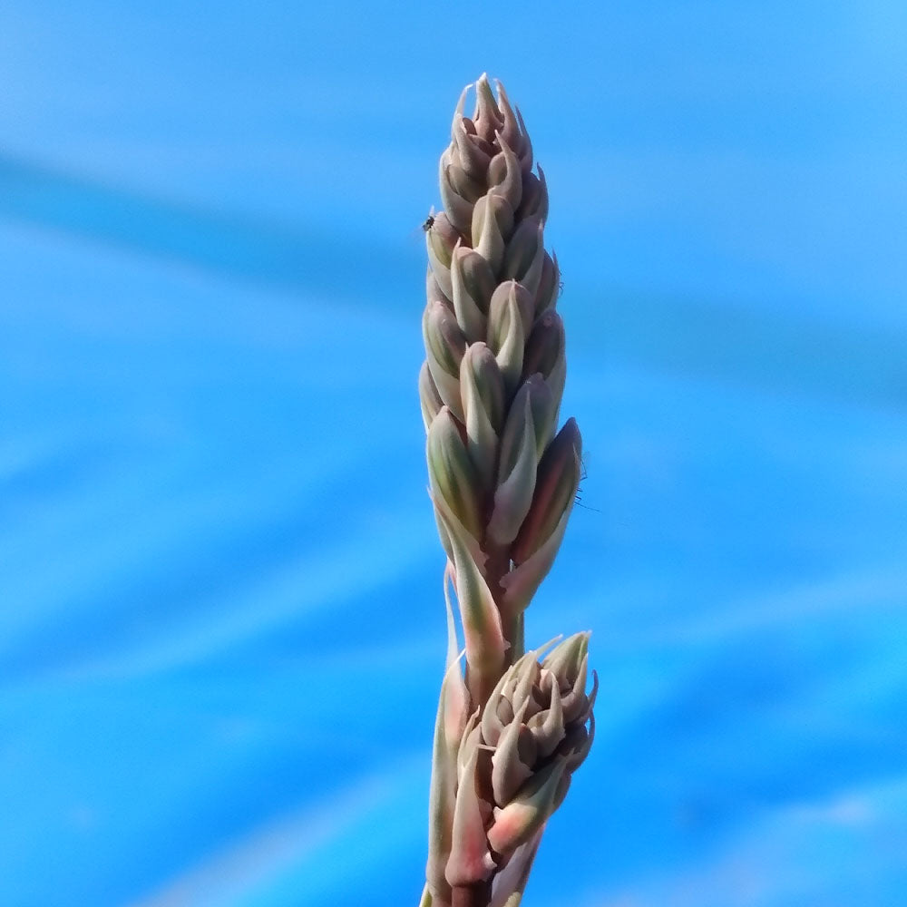 Aloe aristata