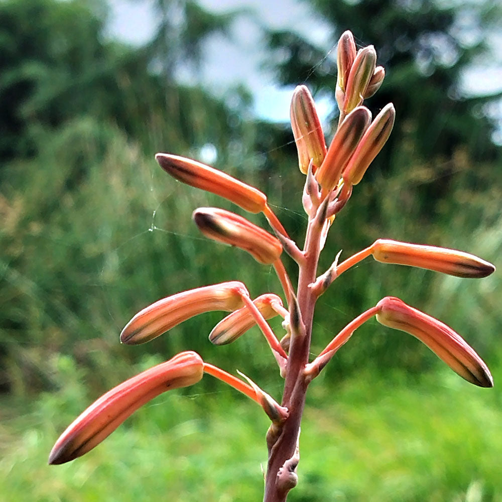 Aristaloe aristata