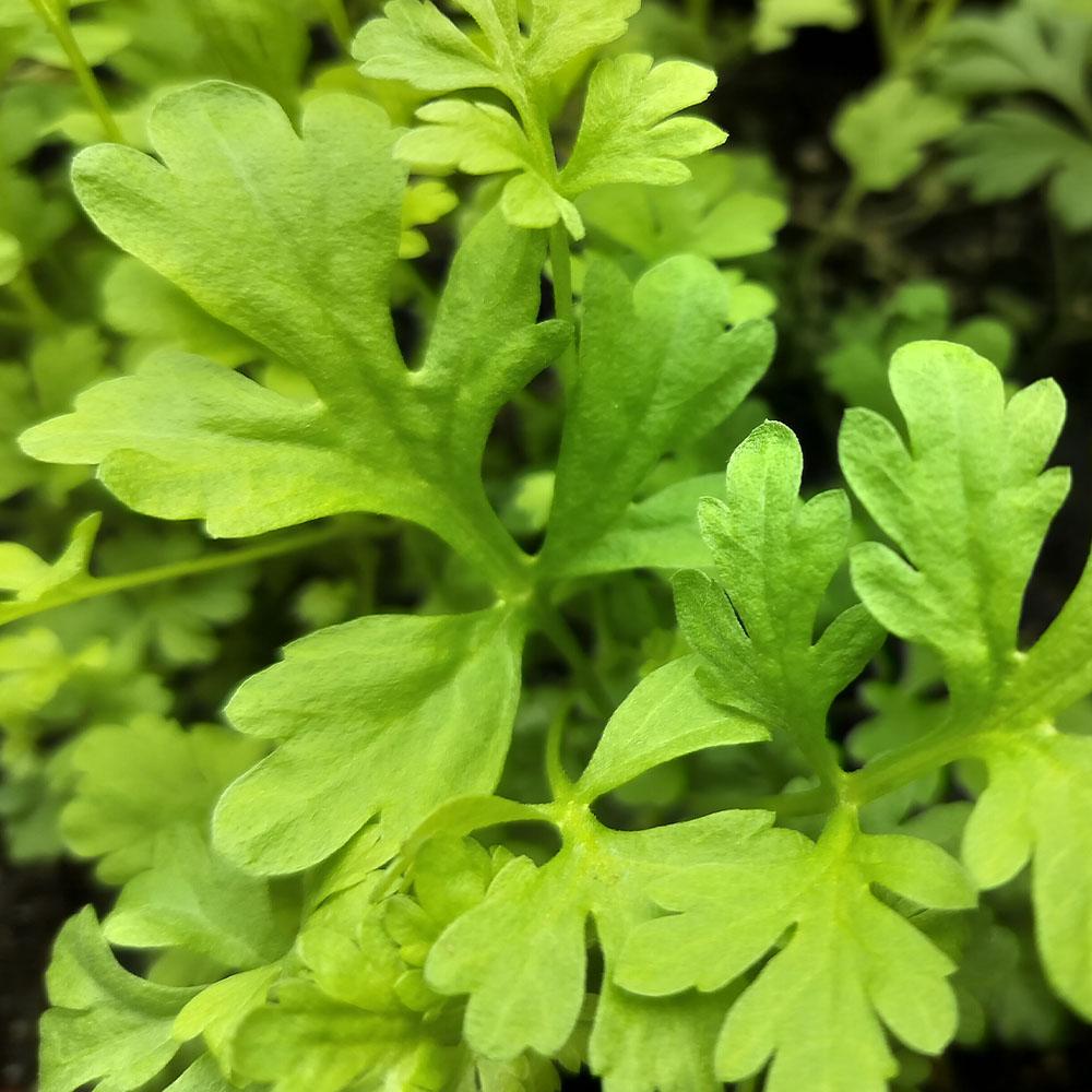 Artemisia absinthium