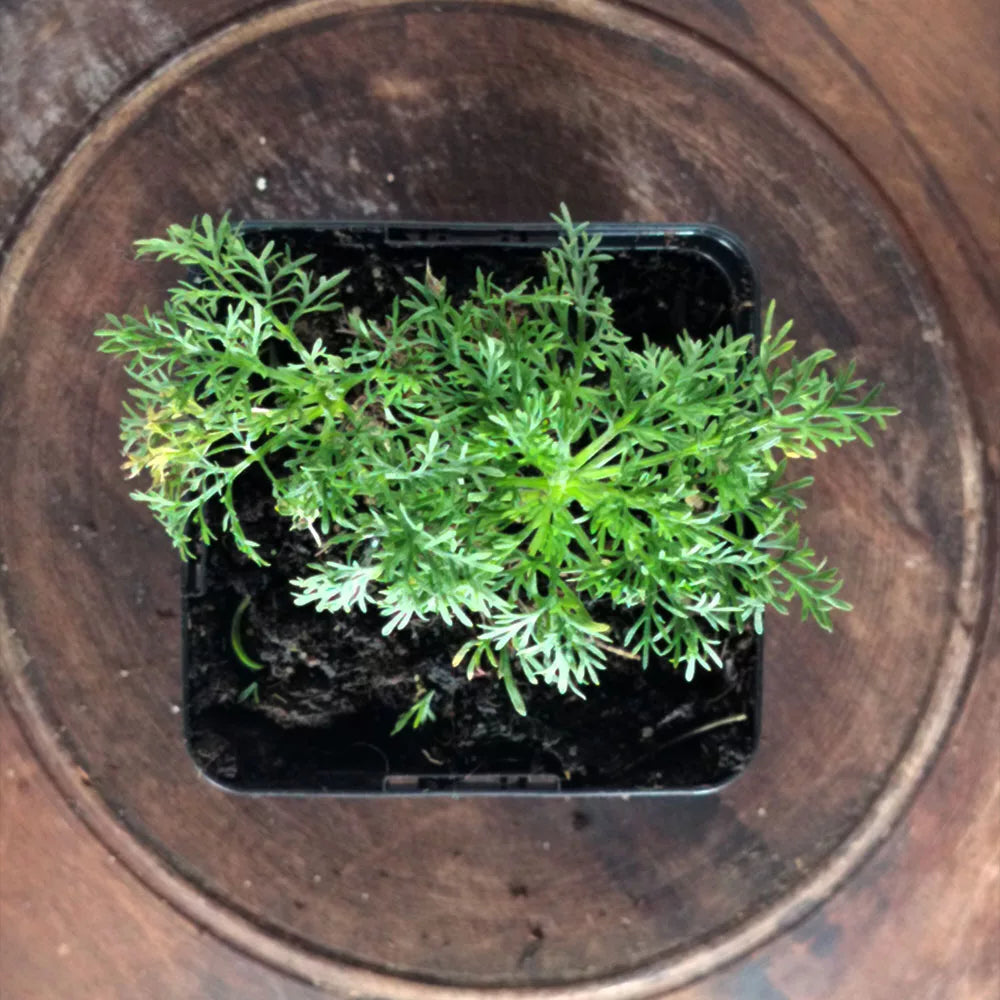 Artemisia alba subsp. camphorata 