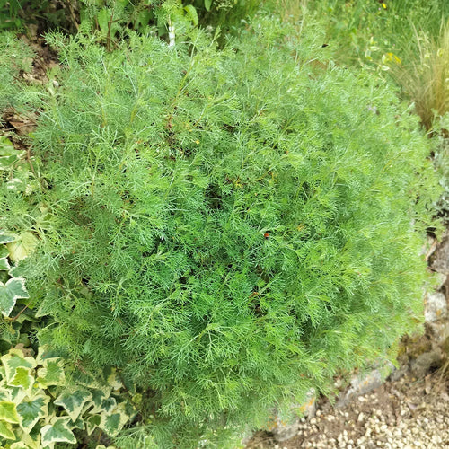 Artemisia alba subsp camphorata