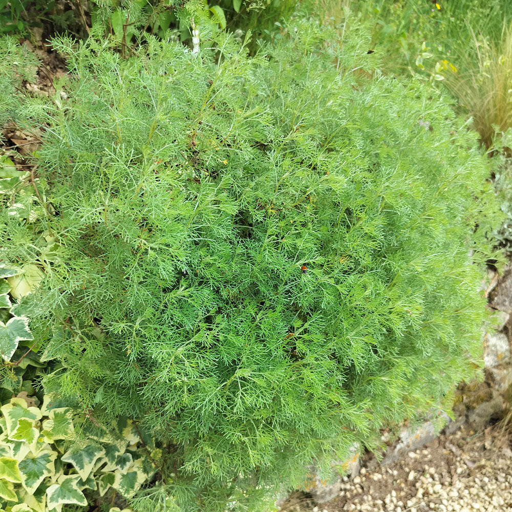 Artemisia abrotanum 