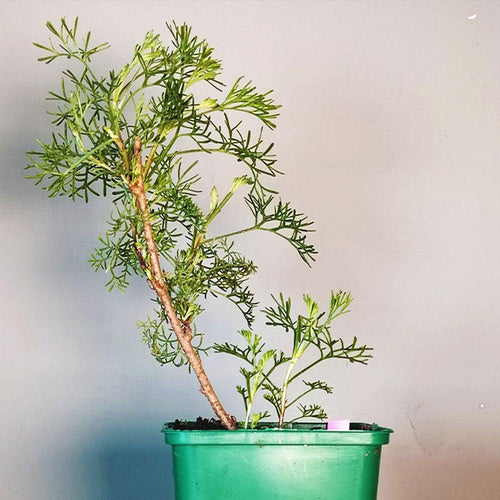 Artemisia abrotanum