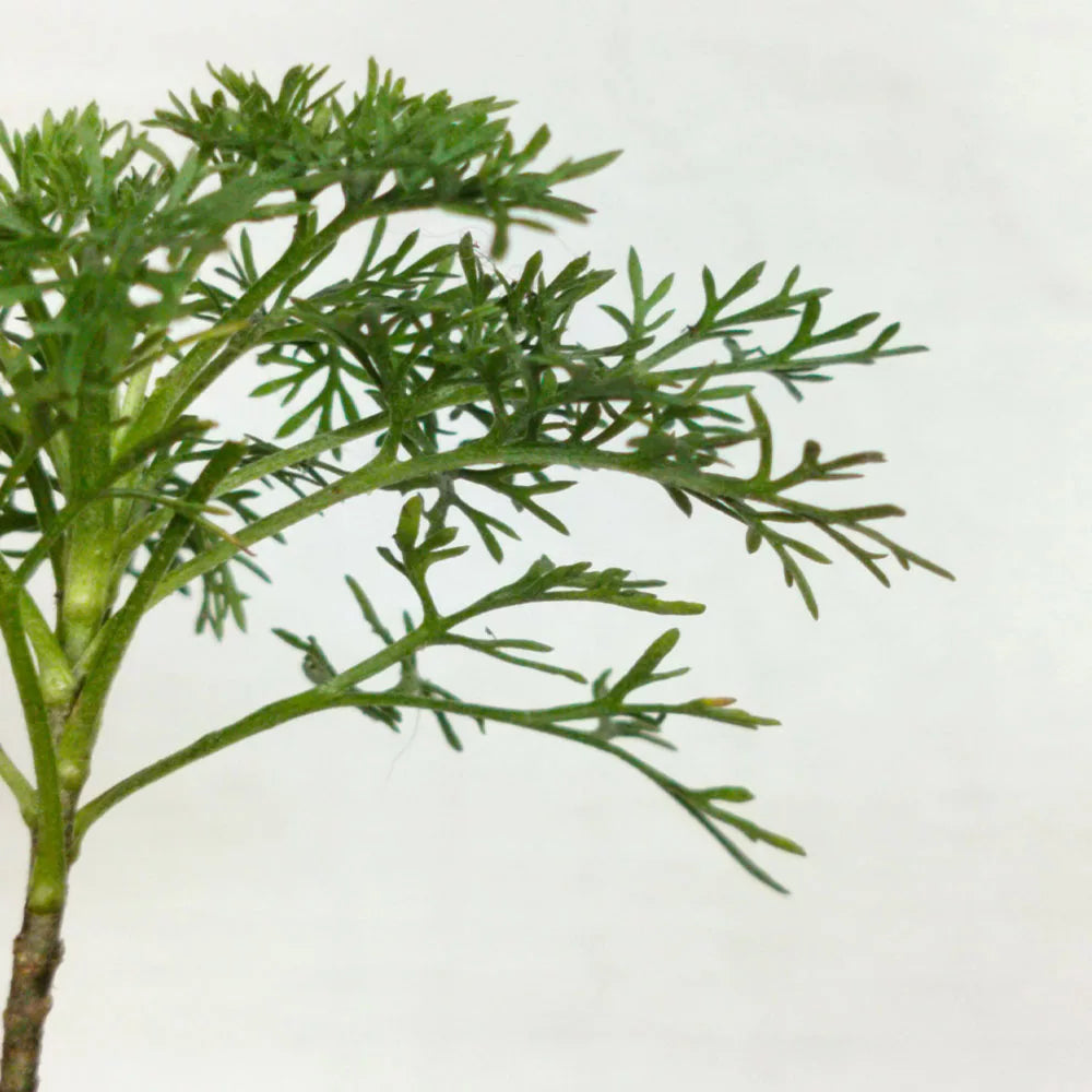 Artemisia alba subsp camphorata