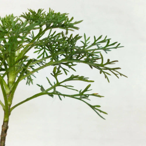 Artemisia alba subsp camphorata