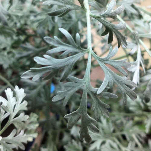 Artemisia absinthium Lambrook Silver