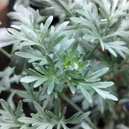 Artemisia absinthium Lambrook Silver