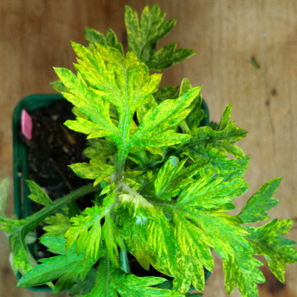 An Artemisia vulgaris Oriental Limelight sits in a small pot on a wooden surface, displaying variegated green foliage with yellow mottling and signs of disease or nutrient deficiency.