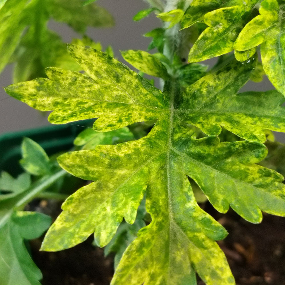 A leaf of Artemisia vulgaris Oriental Limelight shows green foliage with mottled yellow patches, indicating possible disease or nutrient deficiency; the background has additional leaves and some soil in a pot.