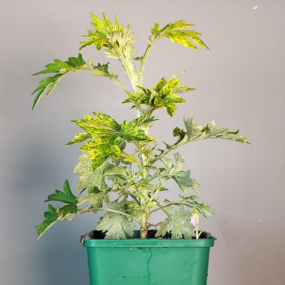 Artemisia vulgaris Oriental Limelight