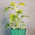 Artemisia vulgaris Oriental Limelight