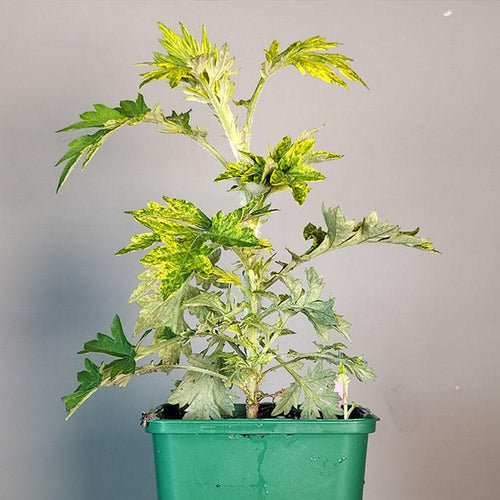 Artemisia vulgaris Oriental Limelight