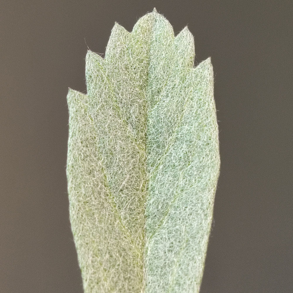 Artemisia Valerie Finnis 