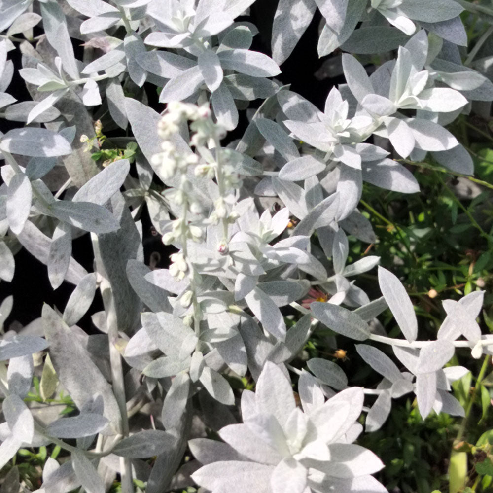 Artemisia Valerie Finnis 