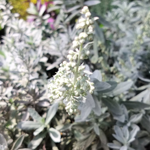 Artemisia Valerie Finnis