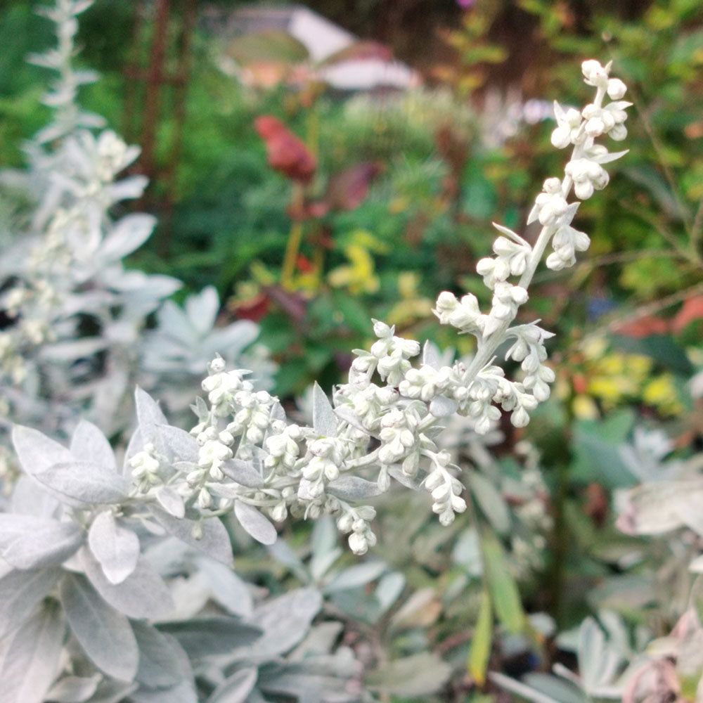 Artemisia Valerie Finnis 