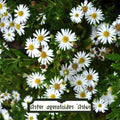 Aster ageratoides Ashvi