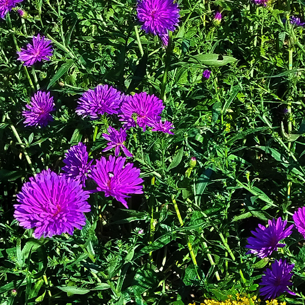 Aster novi belgii Pompon bleu 