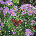 Aster Harrisons Blue