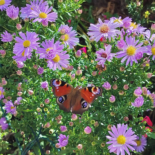 Aster Harrisons Blue