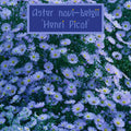 Aster novi-belgii 'Henri Picot' 