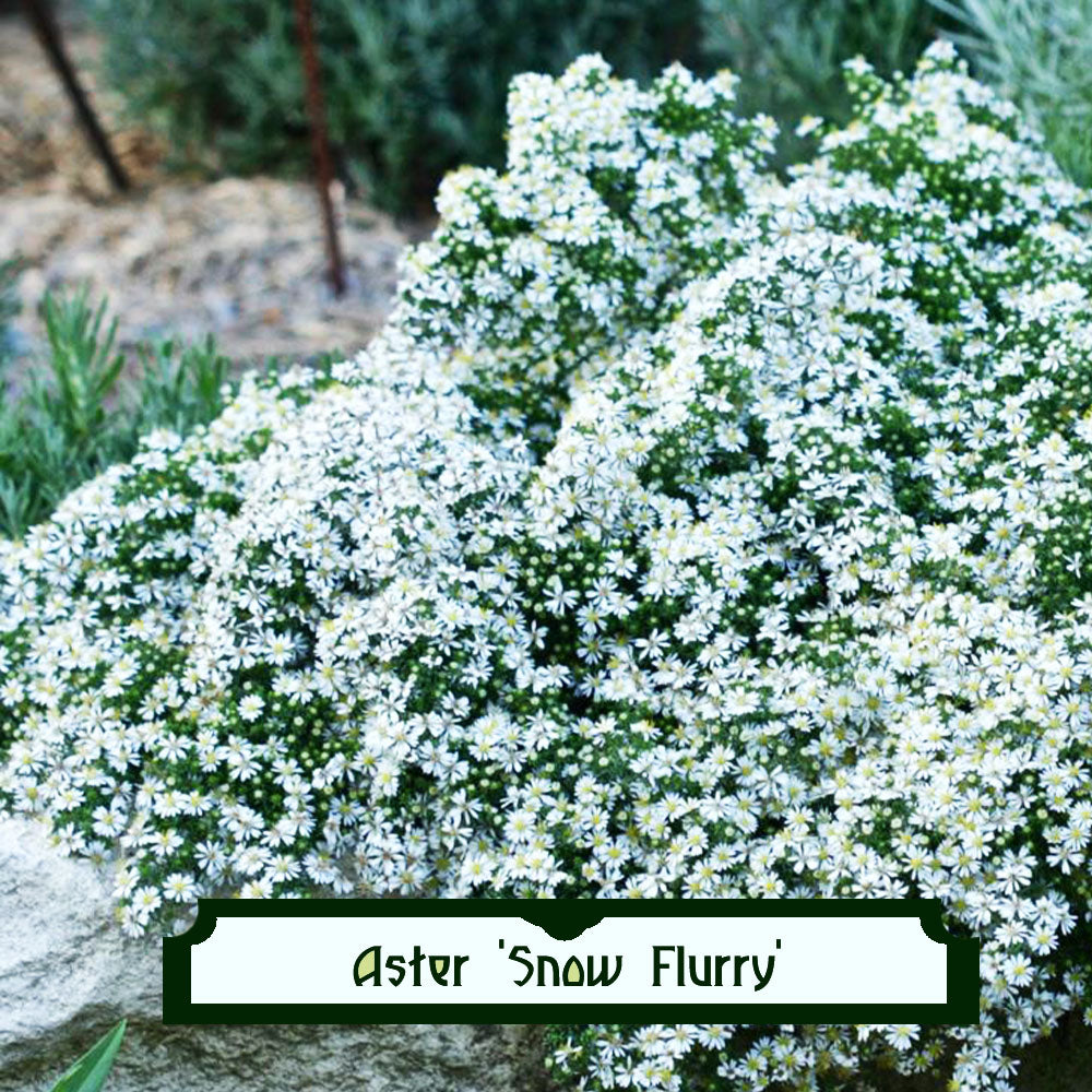 Symphyotrichum ericoides f. prostratum 'Snow Flurry'