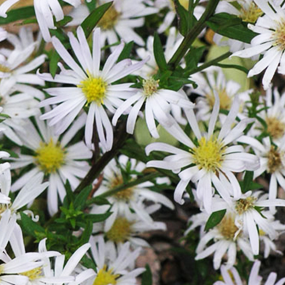 Symphyotrichum ericoides f. prostratum 'Snow Flurry'