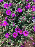 Aster blue pompom oct 2026