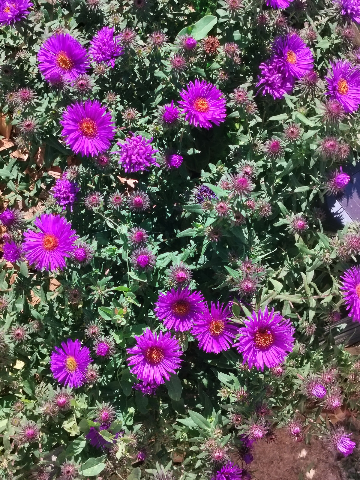 Aster blue pompom oct 2026