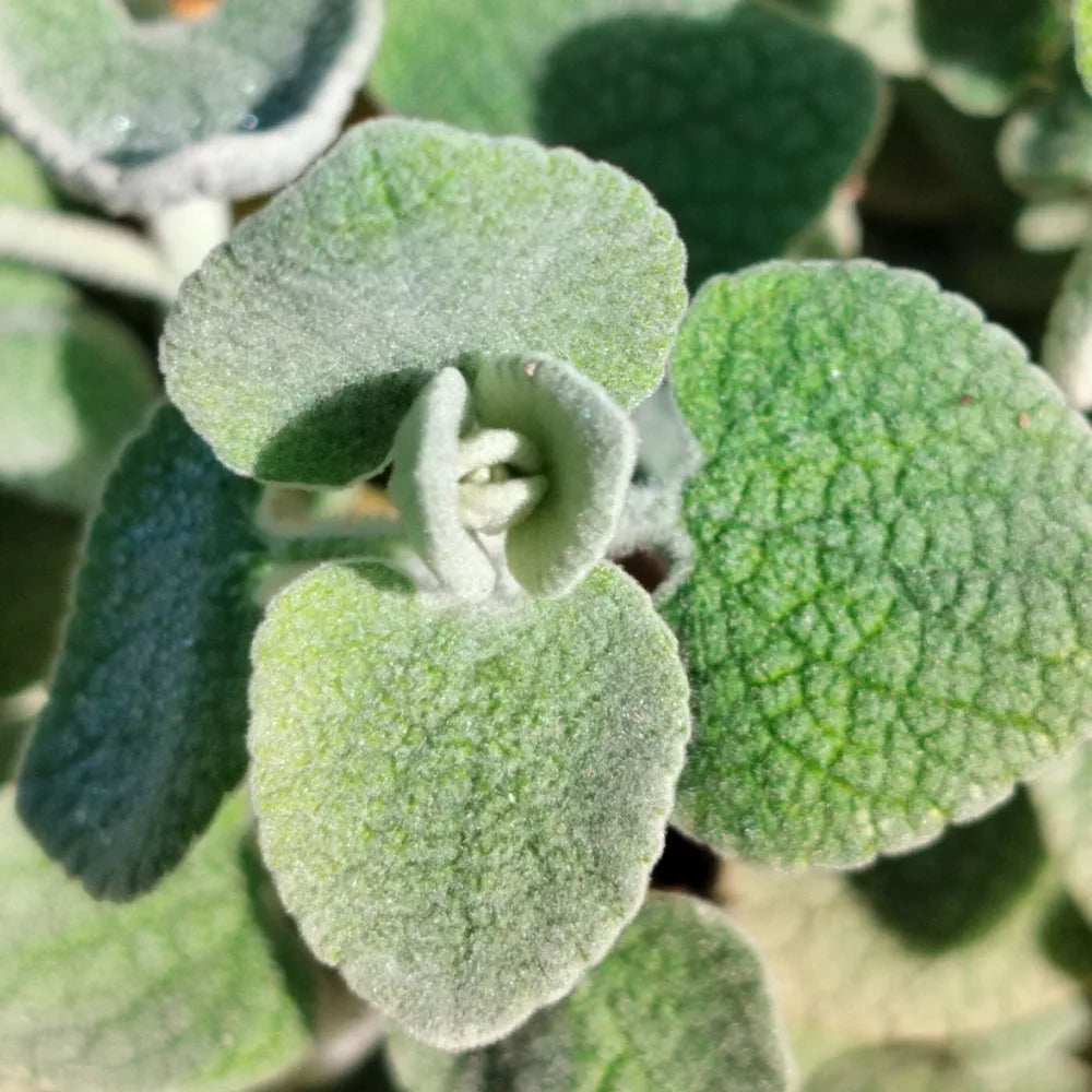 Ballota pseudodictamnus