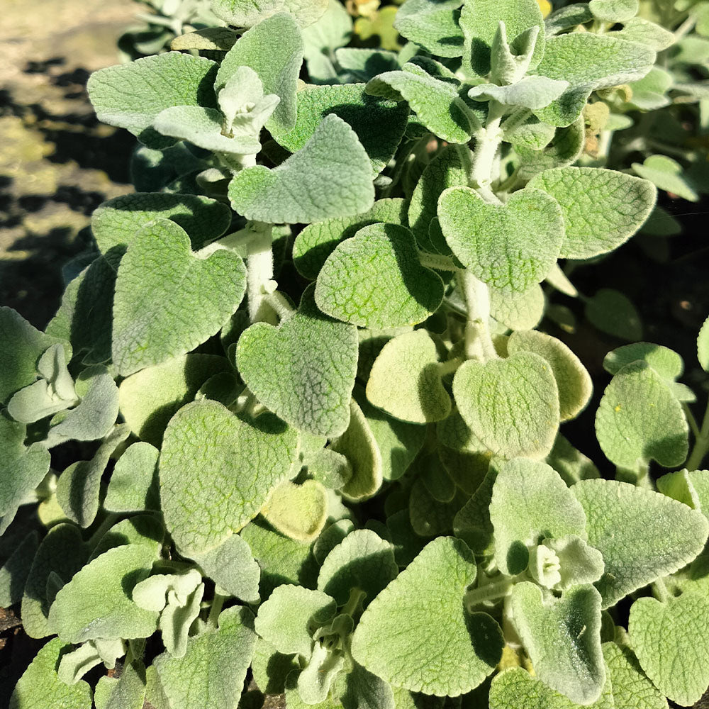 Ballota pseudodictamnus