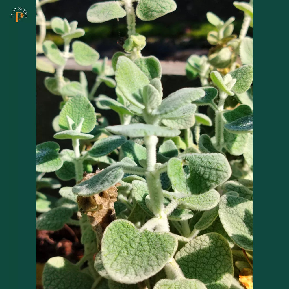 Ballota pseudodictamnus