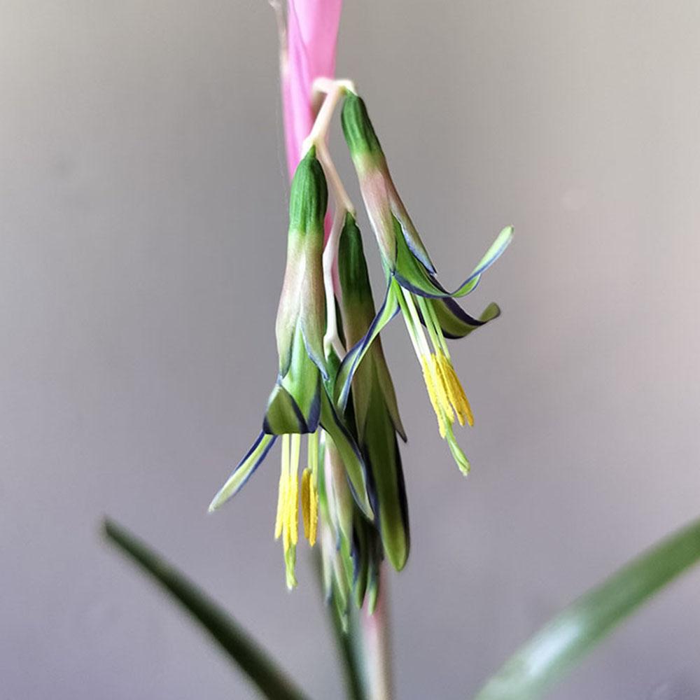 Billbergia nutans 