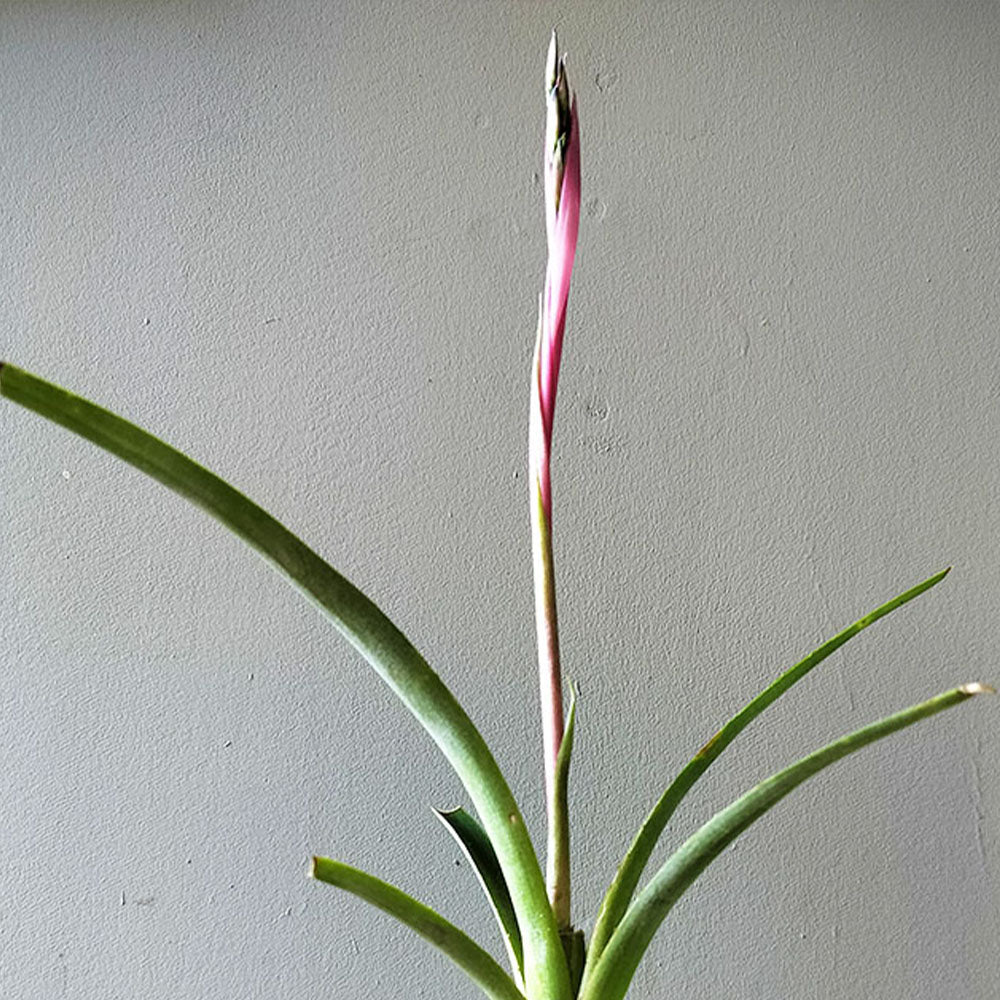 Billbergia nutans 