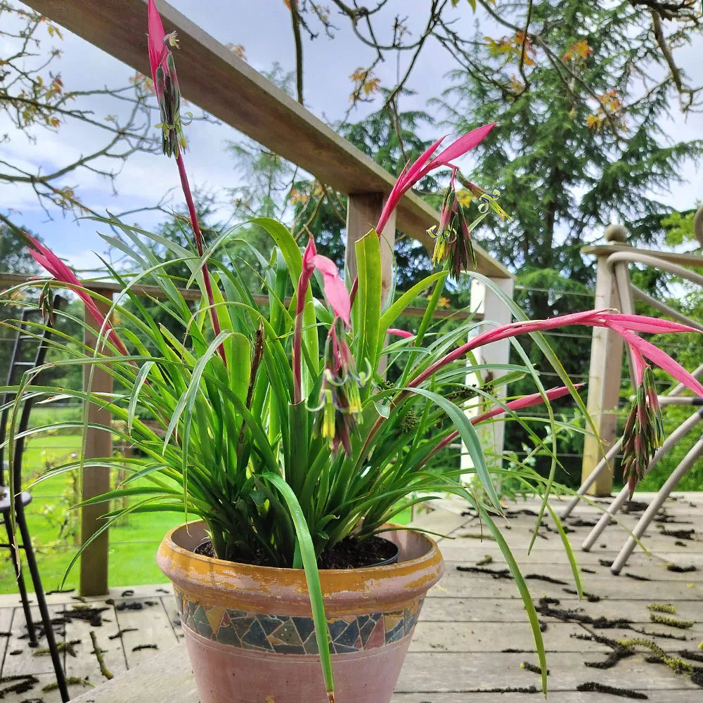Billbergia nutans 