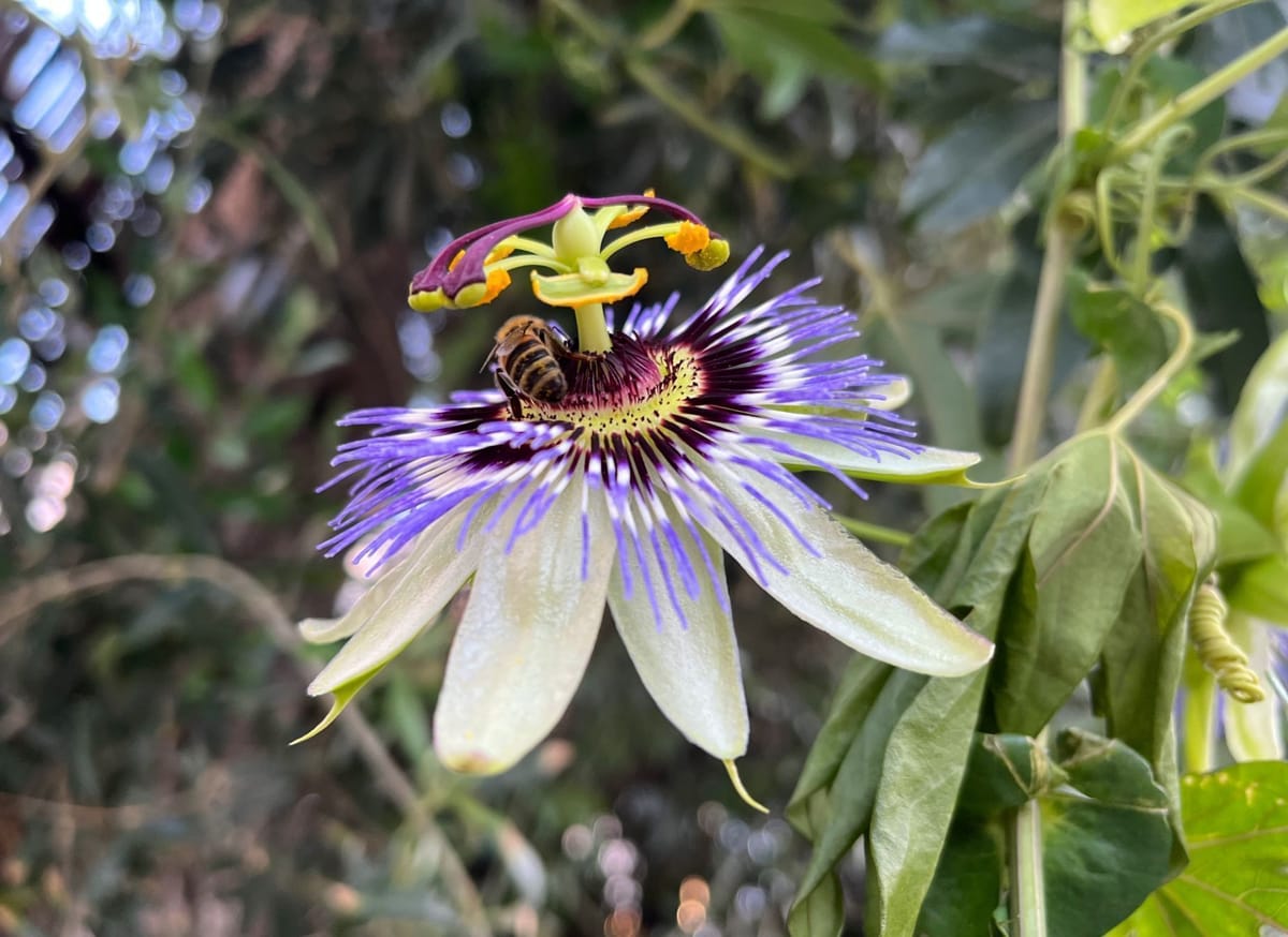 Passiflora caerulea – Passiflore bleue
