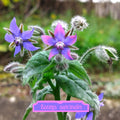 Borago officinalis