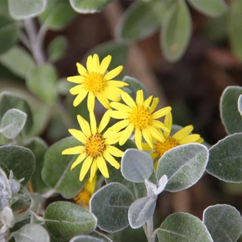 Brachyglottis greyi