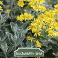 Brachyglottis greyi 