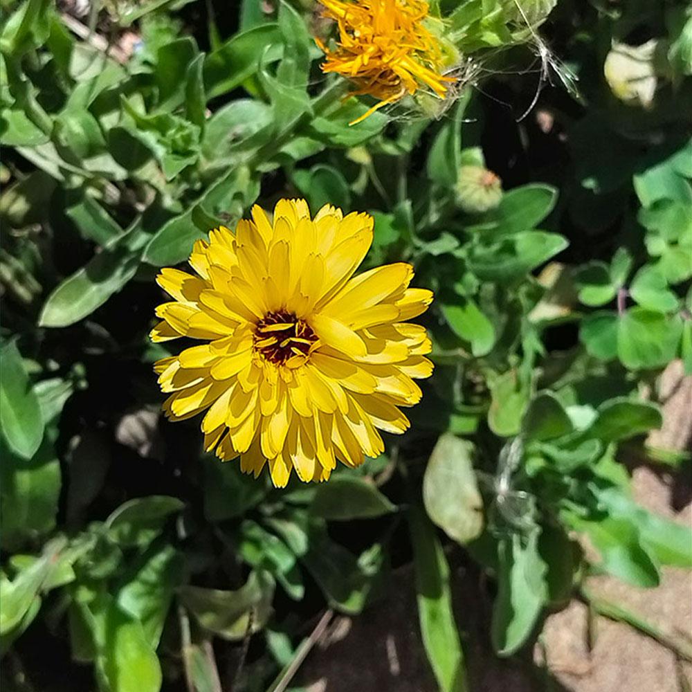 Calendula officinalis